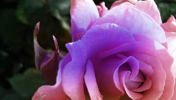 FX №264402 Stunning Purple-Pink Rose: Nature`s Floral Masterpiece