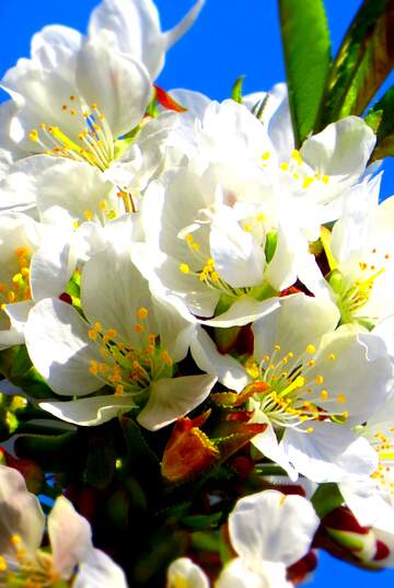 FX №264699 Stunning White Cherry Blossom: A Captivating Spring Blossom Against a Blue Sky