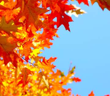 FX №264708 Vibrant Autumn Leaves Against a Clear Blue Sky