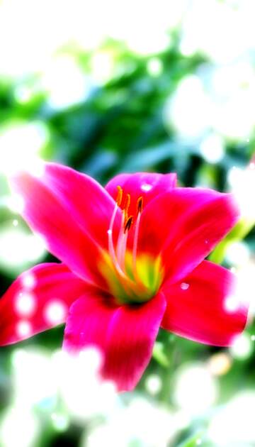 FX №264712 Vibrant Pink Lily Flower Blooming in Soft Garden Light