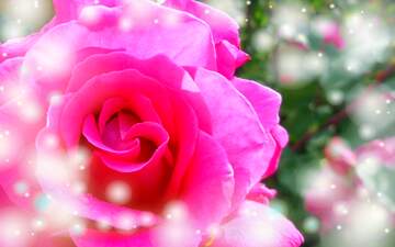 FX №264397 Vibrant Pink Rose Blooming Amidst a Dreamy Background