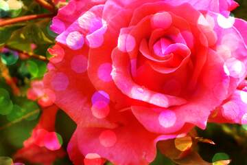 FX №264395 Vibrant Pink Rose with Dreamy Bokeh Effects for Floral Enthusiasts