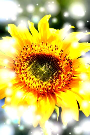 FX №264631 Vibrant Sunflower Bloom - Nature`s Brightest Floral Delight