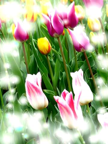 FX №264824 Vibrant Tulip Garden: A Kaleidoscope of Colorful Blooms