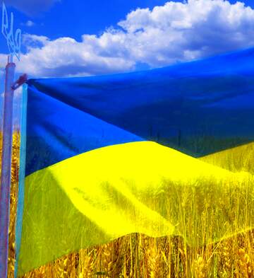 FX №264553 Vibrant Ukrainian Flag Waves Over Golden Wheat Fields Under a Blue Sky