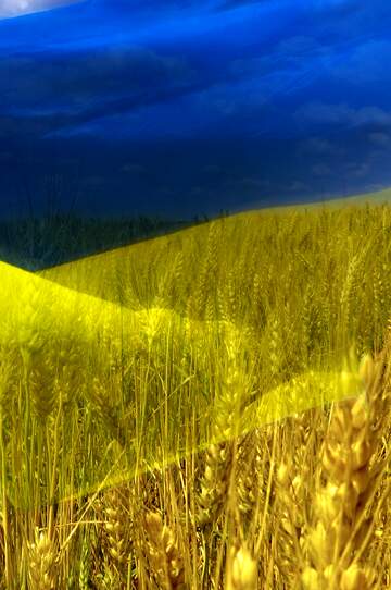 FX №264498 Vibrant Ukrainian Landscape: Golden Wheat Fields Under Blue Sky