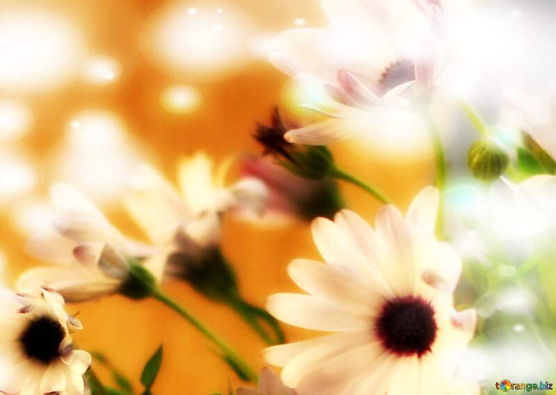 A daisy`s simplicity exudes beauty. №46855