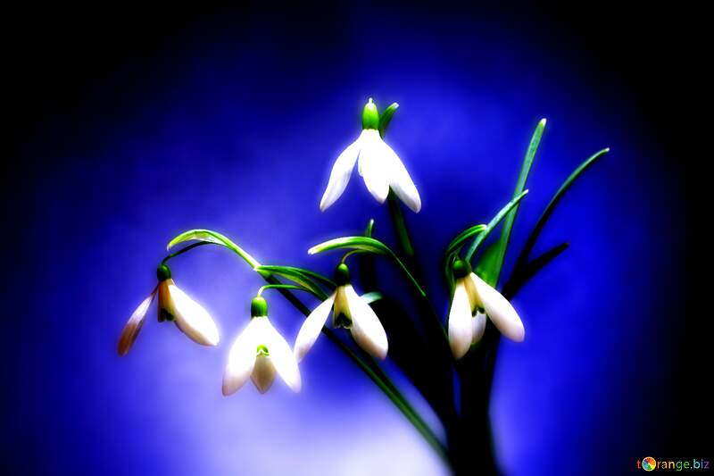 Delicate Snowdrop Flowers Against a Mystical Blue Background №38231