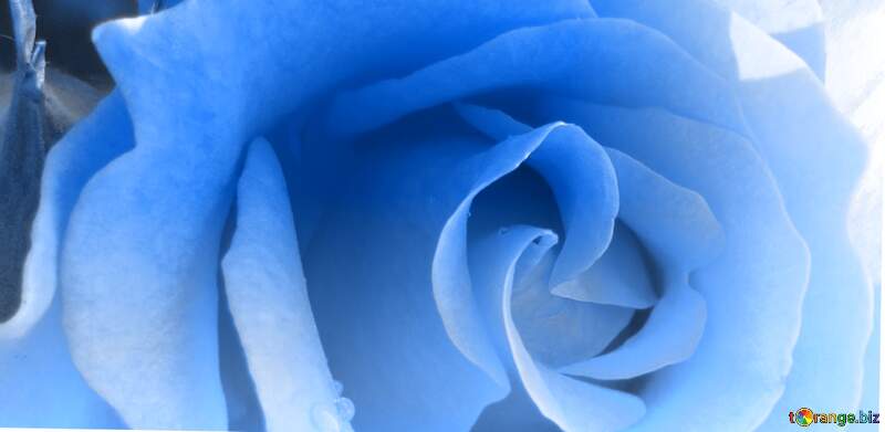 Mesmerizing Blue Rose Petals Close-Up for Floral Aesthetics №46696