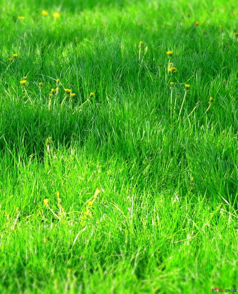 Spring grass №31130