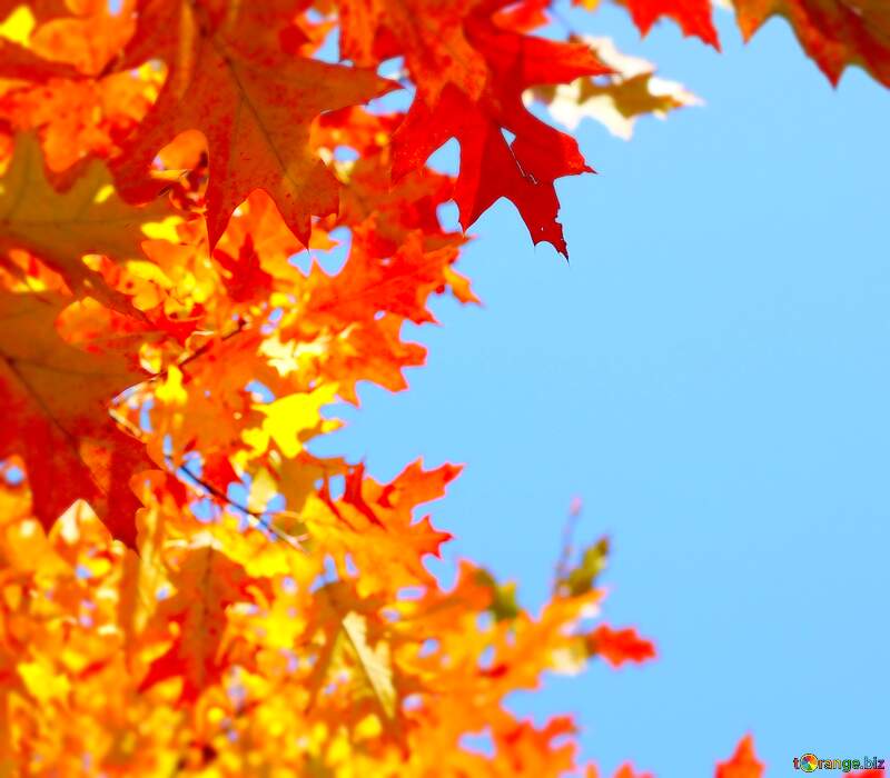 Vibrant Autumn Leaves Against a Clear Blue Sky №38529