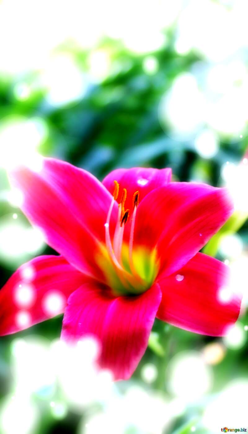 Vibrant Pink Lily Flower Blooming in Soft Garden Light №20608