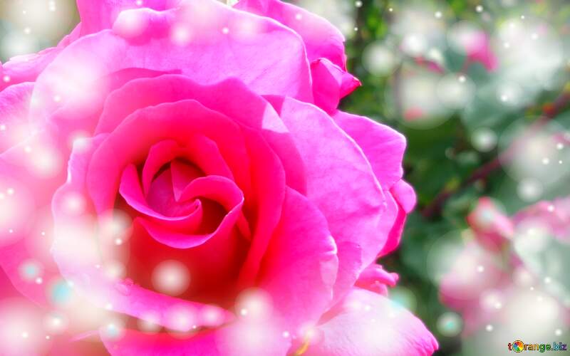 Vibrant Pink Rose Blooming Amidst a Dreamy Background №46696