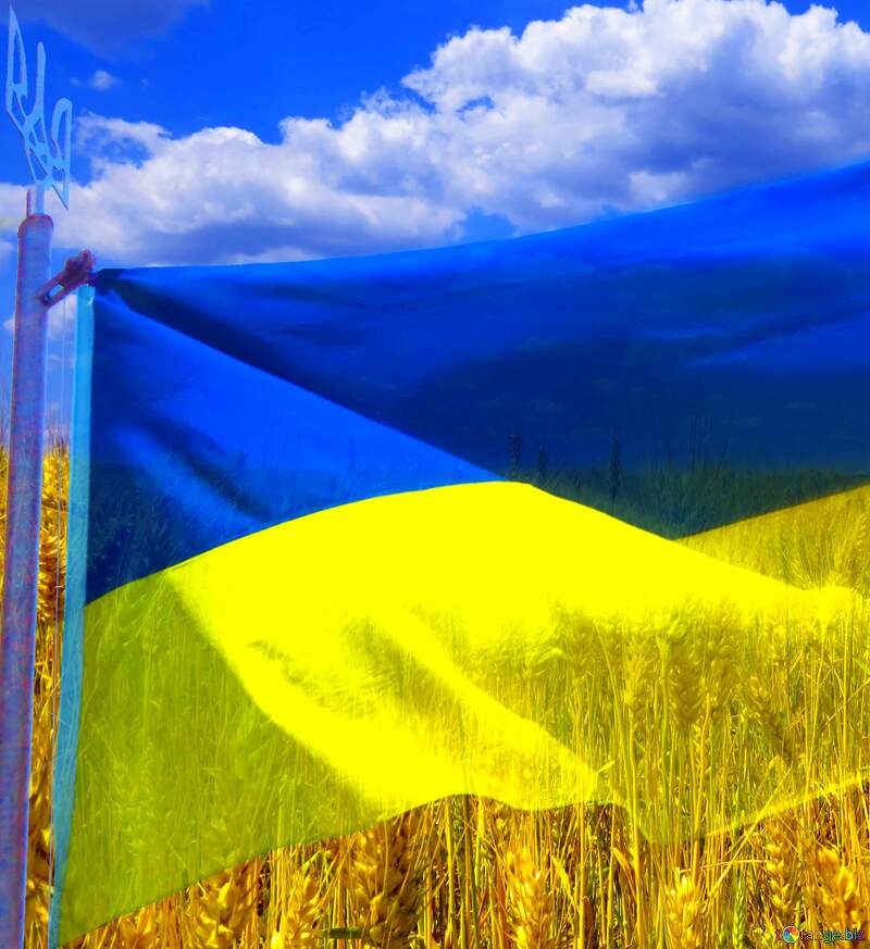 Vibrant Ukrainian Flag Waves Over Golden Wheat Fields Under a Blue Sky №33620