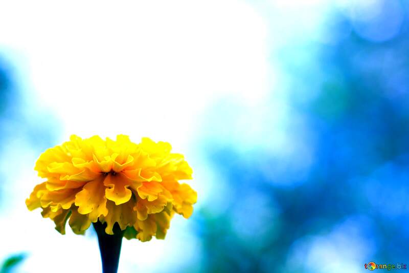 Yellow flower on blue background №33461
