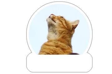 FX №265634 Cat sticker for meme