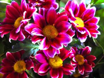 FX №265435 Fiery Florals, Blossom Breeze