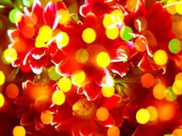 FX №265451 Floral Flames in Crimson Brilliance