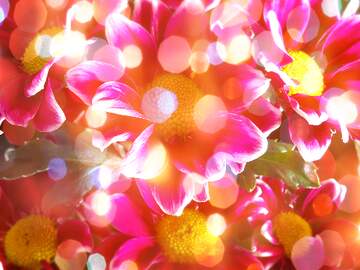 FX №265432 Scarlet Splendor, Garden`s Serenade flowers