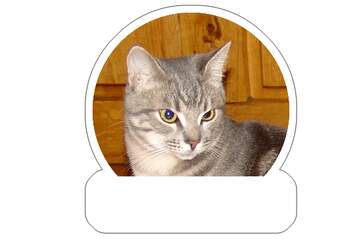 FX №265636 serious cat sticker for meme