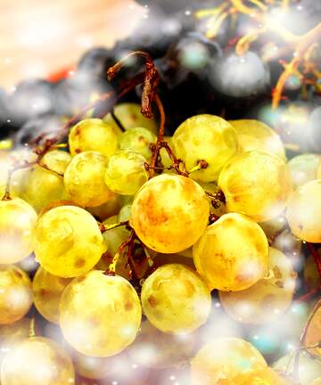 FX №265488 Vineyard Dreams: Holiday Grapes Background Extravaganza