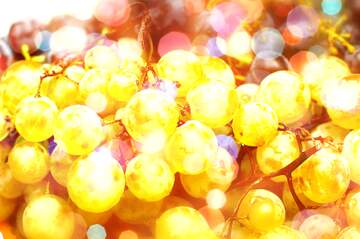 FX №265493 Wine Grapes Extravaganza: Holiday Background Elegance