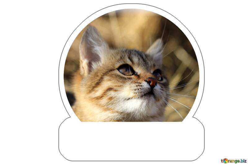 cat dreams sticker for meme №26064