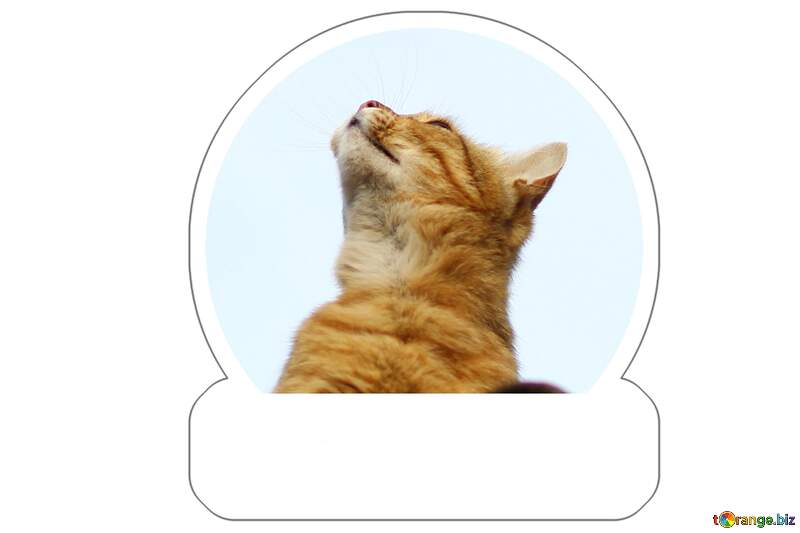 Cat sticker for meme №36548