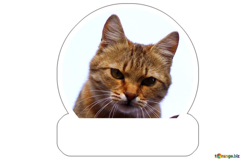 Cat watching sticker for meme №36547