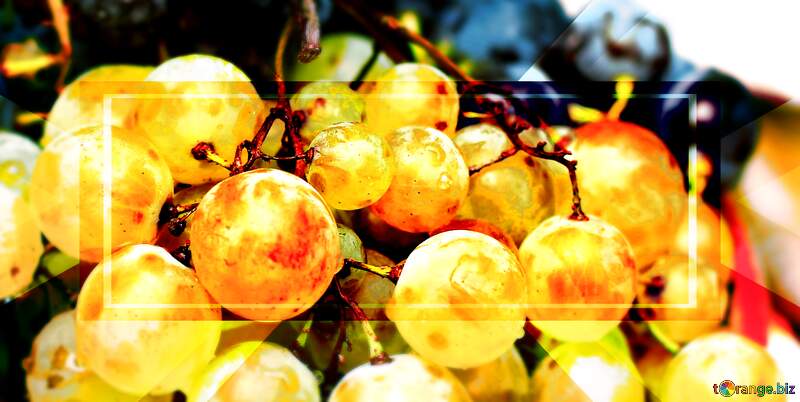 Holiday Harvest Symphony: Wine Grapes Background Bliss №36286
