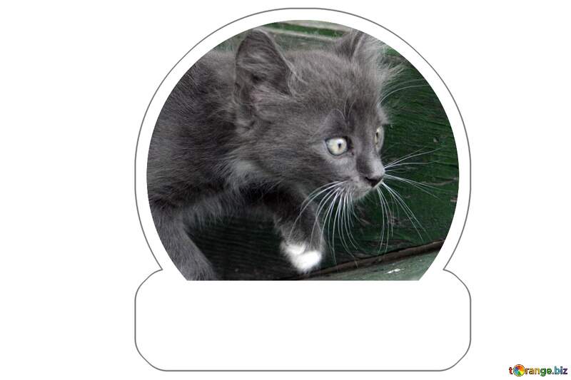 Kitten on the hunt sticker №1050