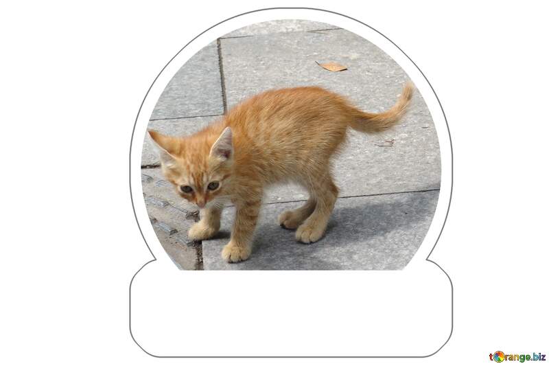pathetic kitten sticker №6969