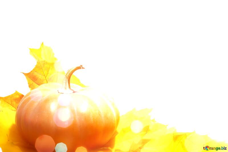 Pumpkin autumn bokeh background №35463