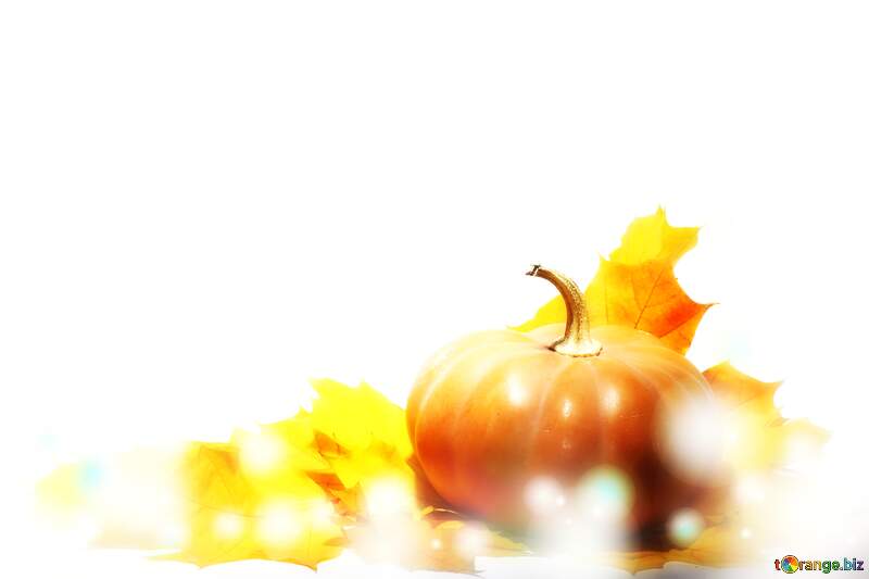 Pumpkin autumn Bright background №35463