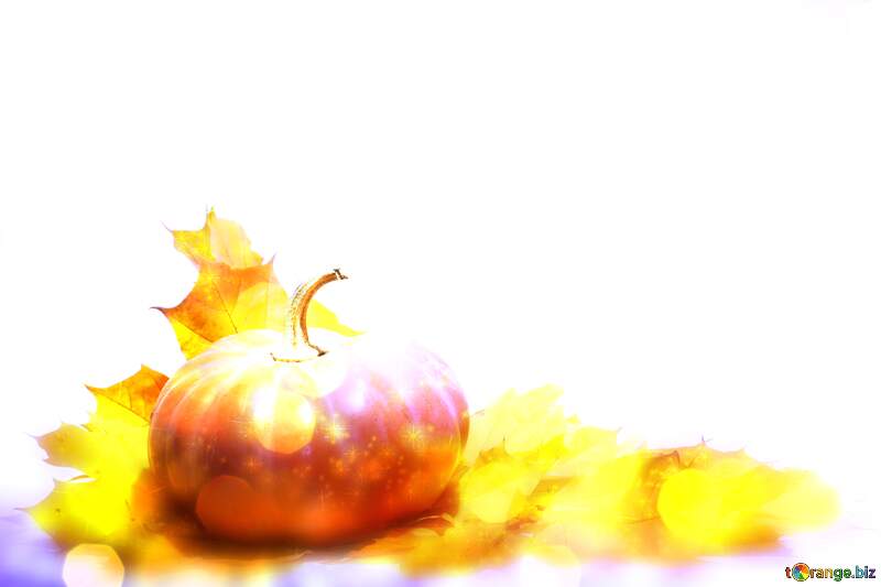 Pumpkin holiday twinkling background №35463