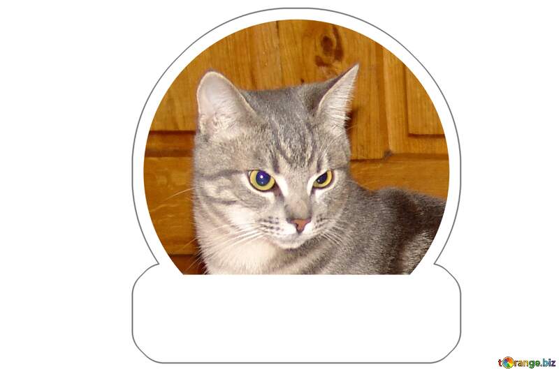 serious cat sticker for meme №1044