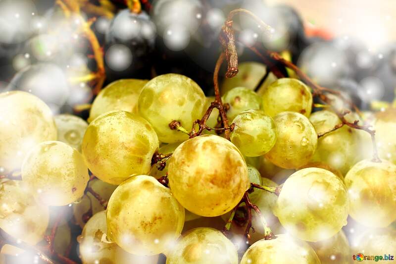 Wine and Grapes Serenade: Holiday Background Bliss №36286