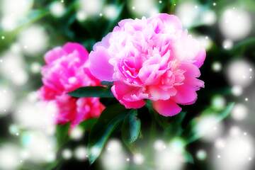 FX №266337 Background Bliss: Peonies  Flowers Blossom in Love`s Greetings