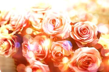 FX №266285 Background Bliss: Roses Blossom in Love`s Greetings