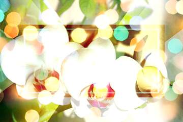 FX №266414 Bloom Radiance: Wishing You Love and Blooming Light