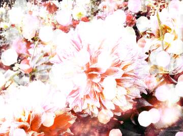 FX №266485 Bloom Vibes: Greetings in Full Bloom