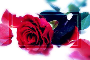 FX №266288 Blooms of Affection: Roses in Love`s Greetings