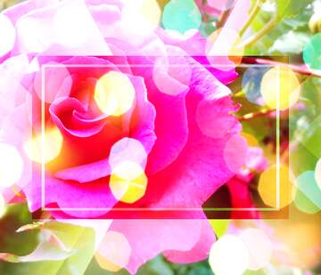 FX №266208 Blooms of Love: Wishful Background Petals