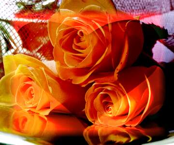 FX №266308 Blossoms of Affection: Roses in Love`s Greetings
