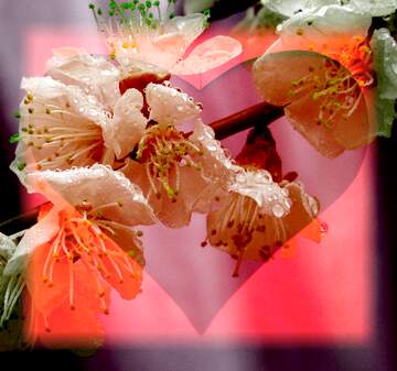 FX №266077 Blossoms Backdrop Bliss Love Heart