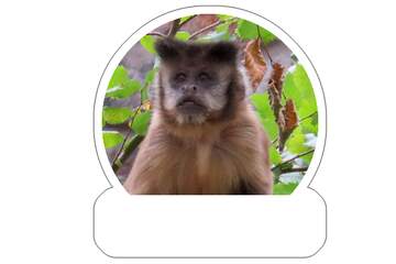 FX №266014 Captivating Close-Up of a Curious Howler Monkey Amidst Lush Greenery