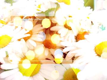 FX №266672 Cute Little Daisy Background Images