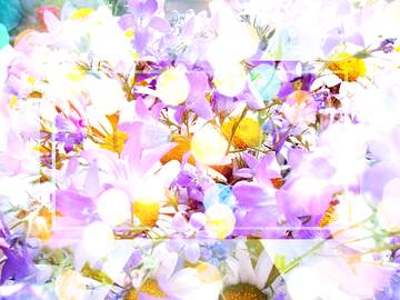 FX №266712 Cute Spring Wallpaper for Phone  Daisy Field Background