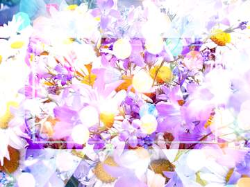 FX №266702 Daisies Flowers background for Photograph editing