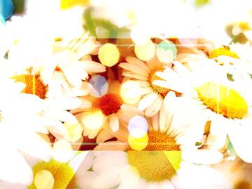 FX №266663 Daisy Background Images